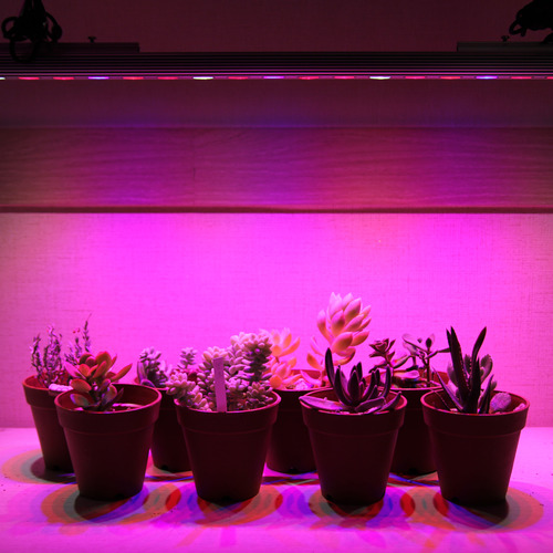 제이팟 다육이 LED등 테라, 실내에서 다육식물 키우기