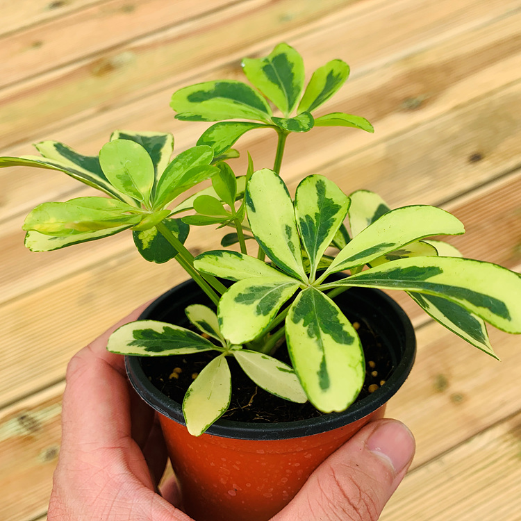 칼라홍콩야자 관엽 공기정화식물